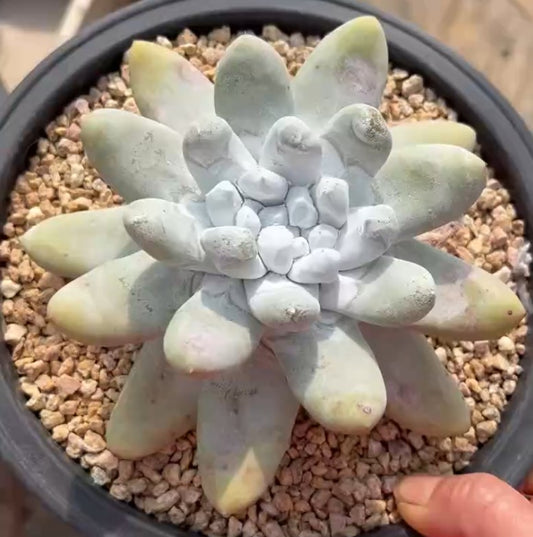 264798 パキフィツム