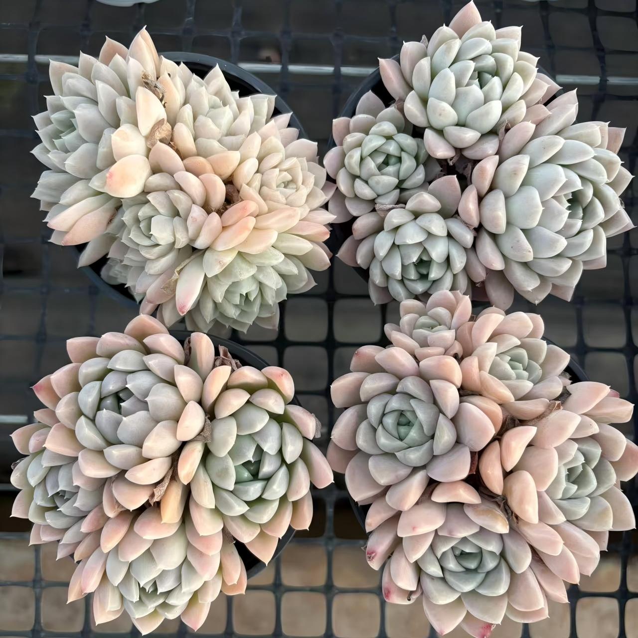 17491 クリームビューティー