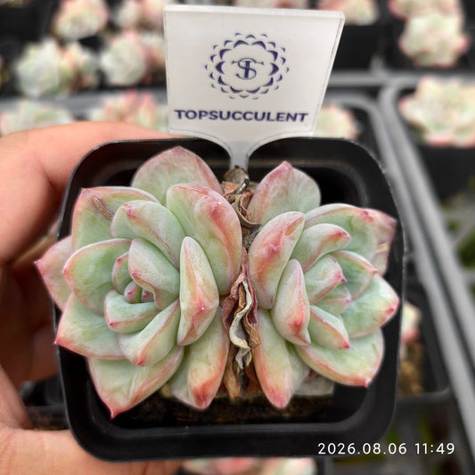 22899 アマビレ