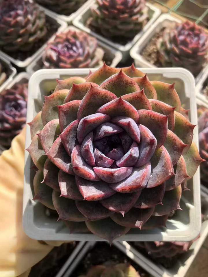 T26421 スプリームトレジャー