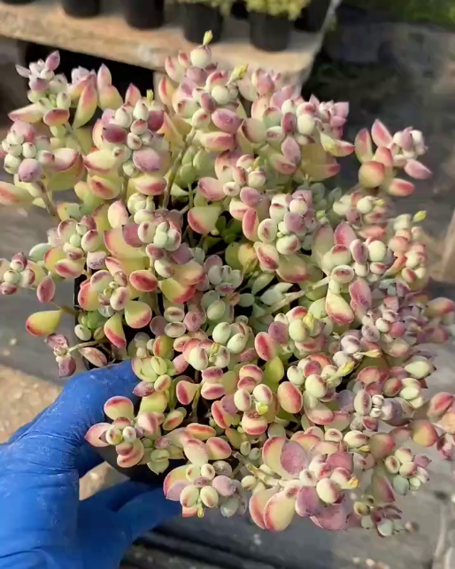 26585 コチレドン　ペンデンス