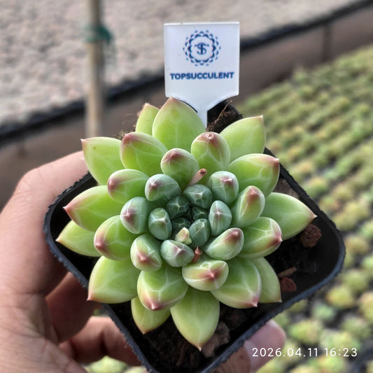 361518 グリーン　ジャスパー