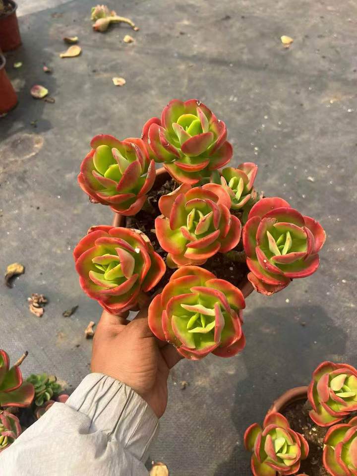 263091 クランベリー