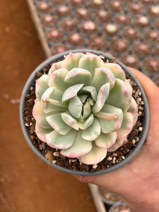 T26448 ストロベリークリーム錦