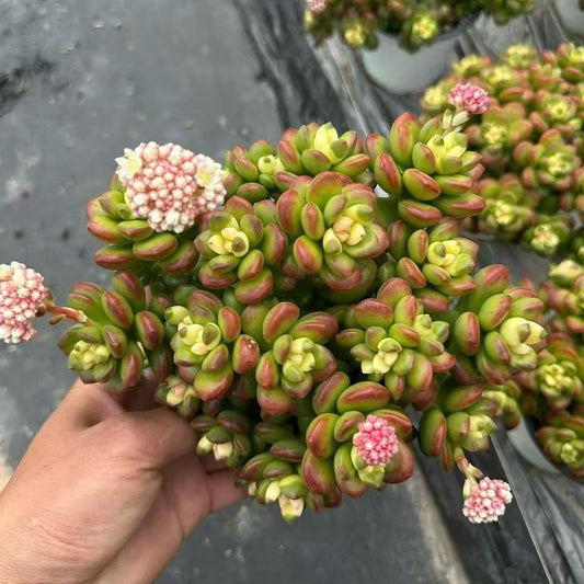 360068 丸葉松之綠薬錦