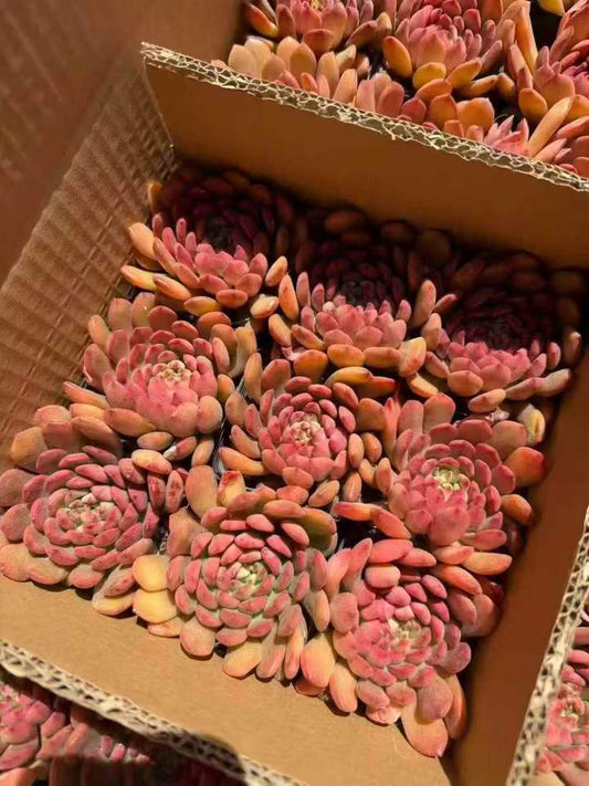 262571 ピンクルビー