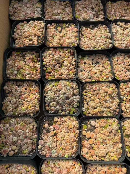 264906 ディンターランサスバンジリーHyb