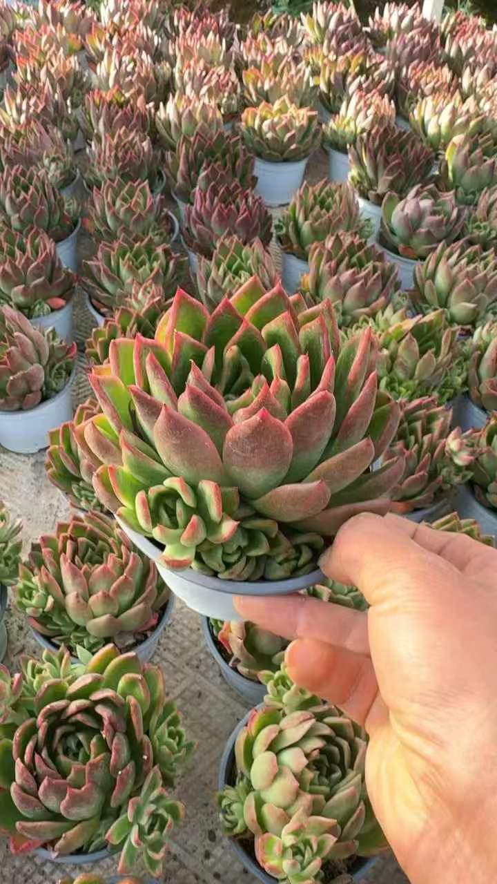 265565 サンライズクラウン