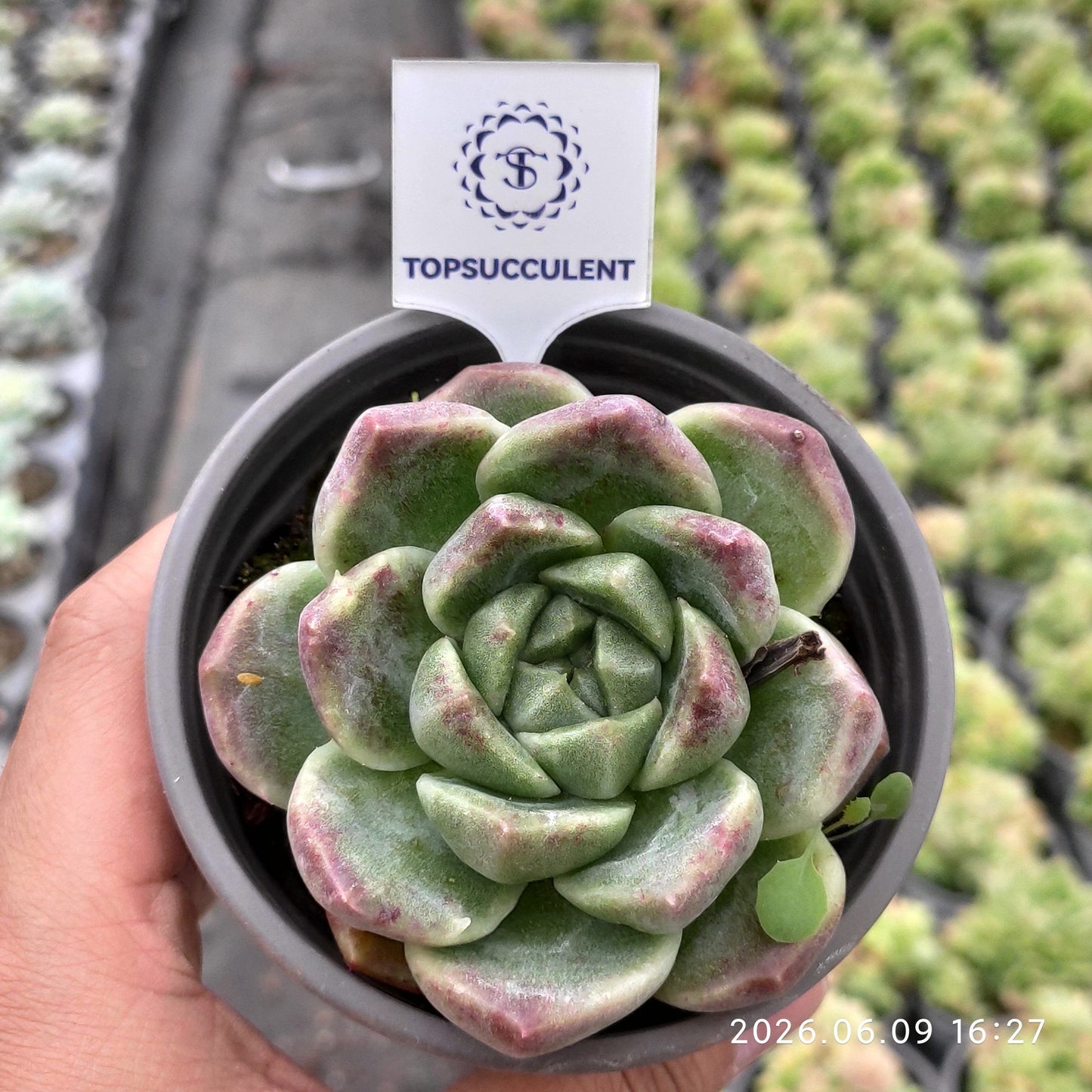 361393 サックヤング