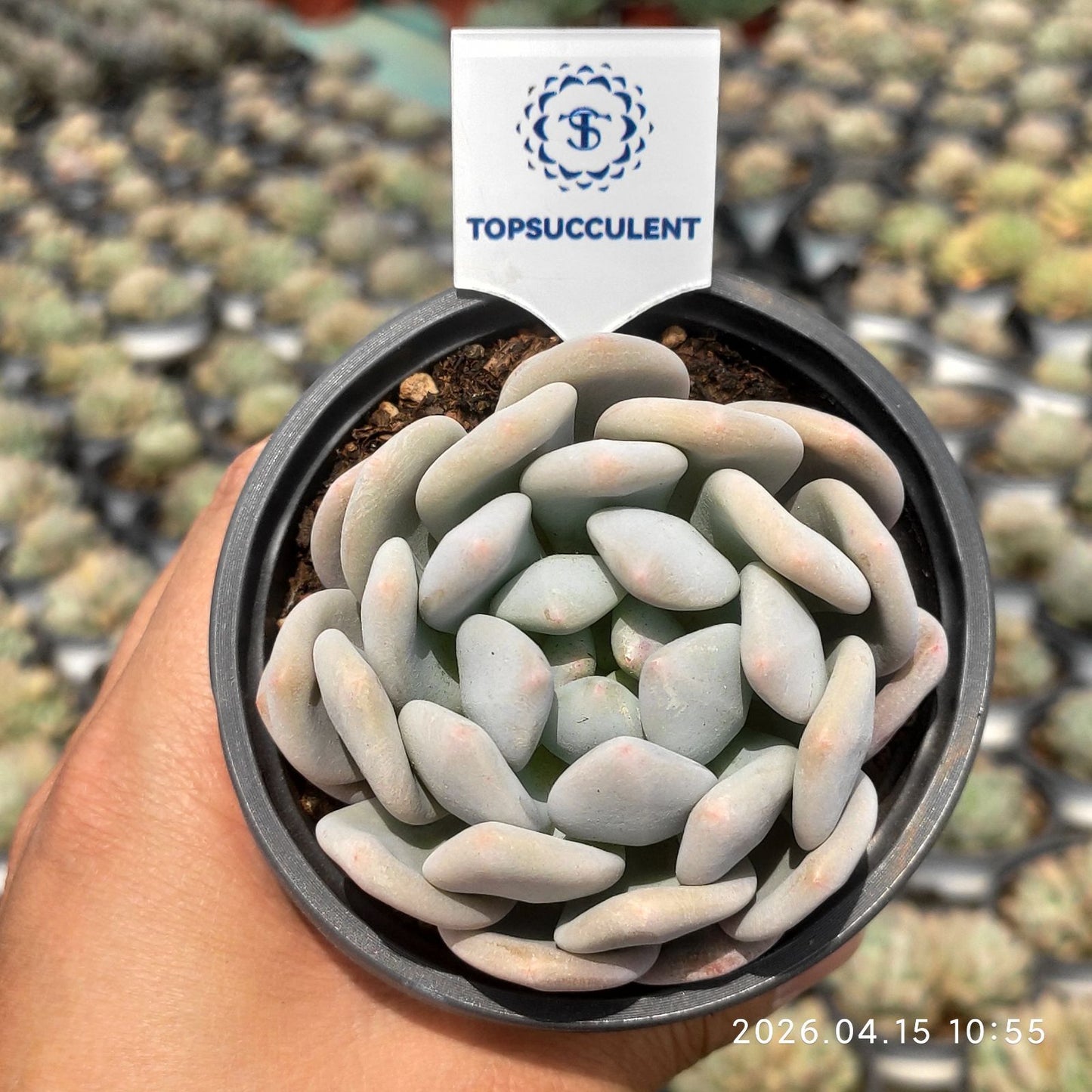 361543 ミコ ドリーム