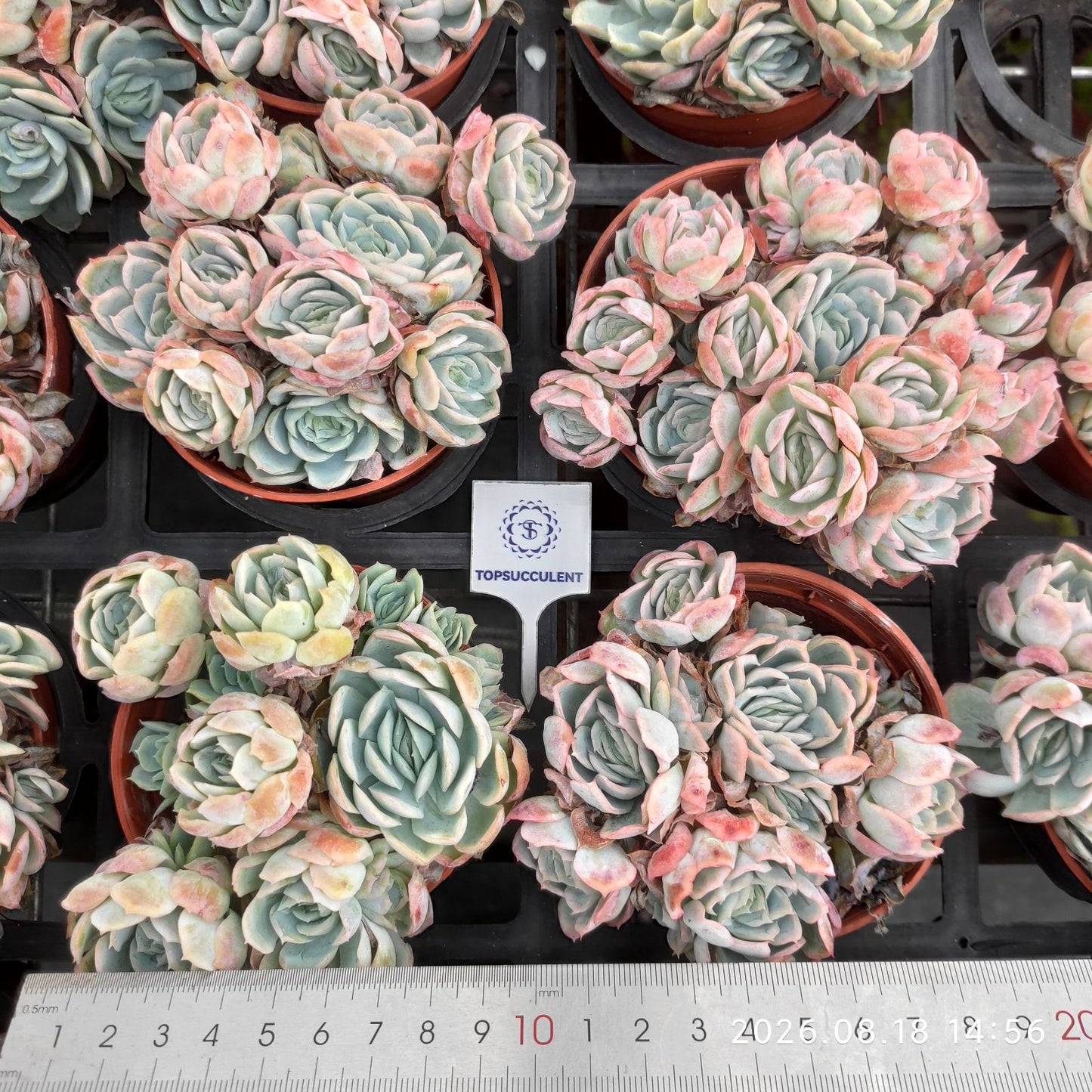 364160 アイス クリーム ベリー