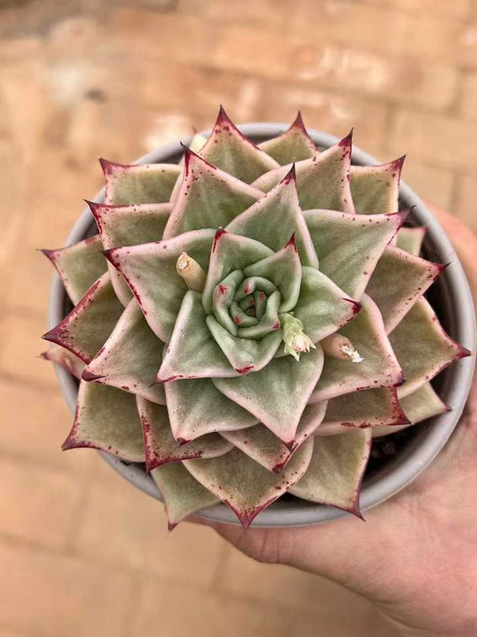 T26447 スターズ錦