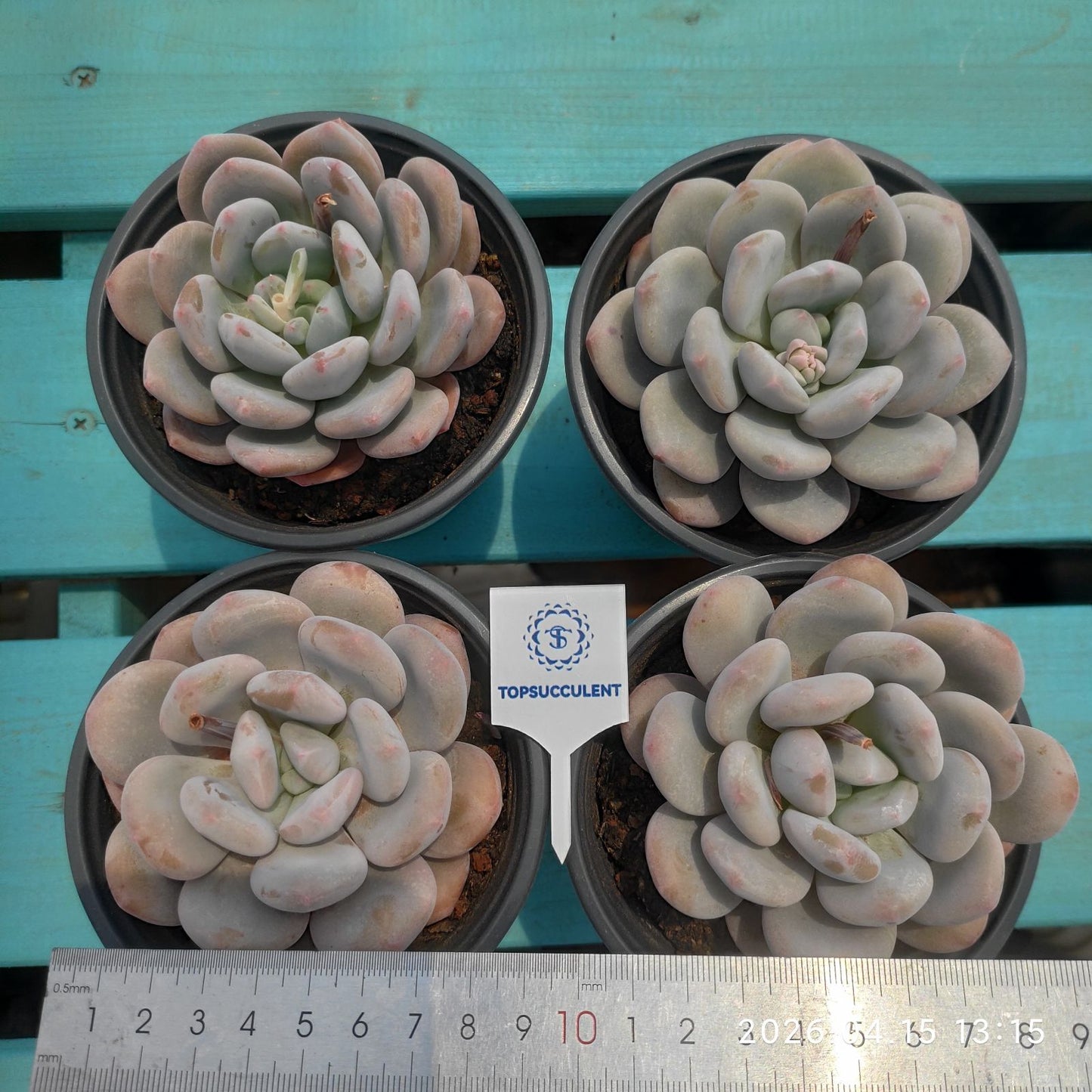 361566 ミコ ドリーム