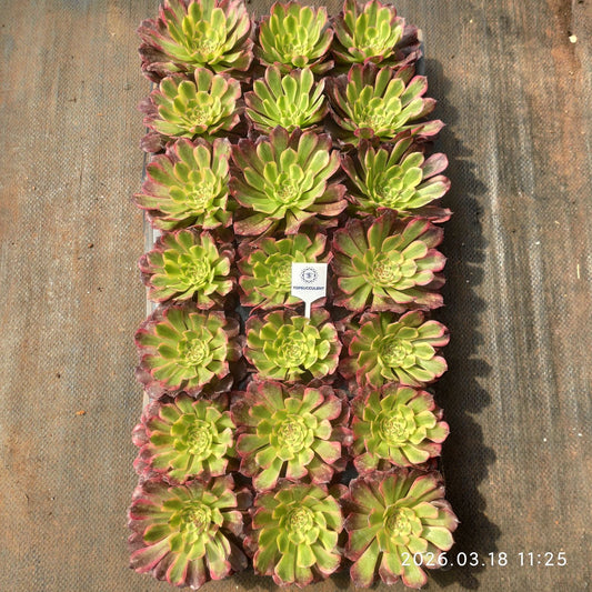 360560 アエオニウム　ビーナス