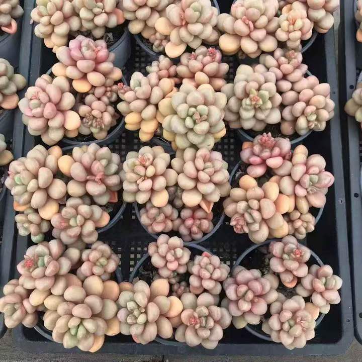 262731 アバンギャルド