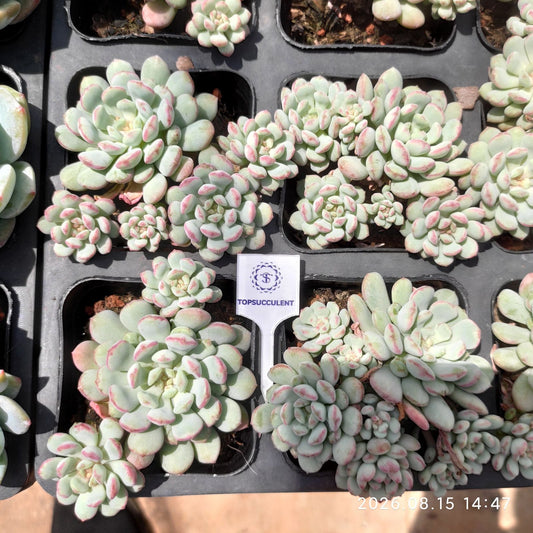 363914 ビーンスプラウト
