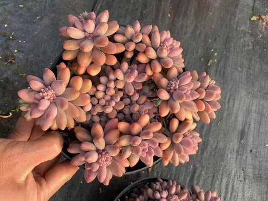 263411 ホシタロウ