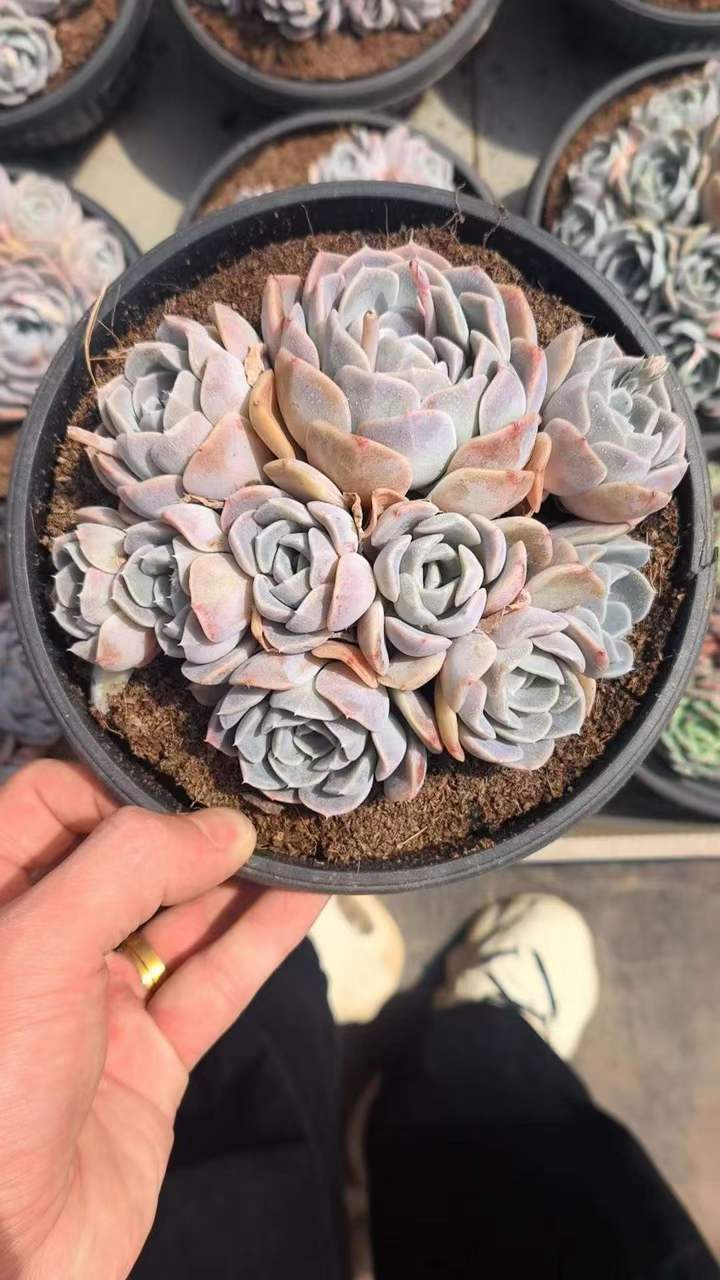 26561 タイニーバーガー