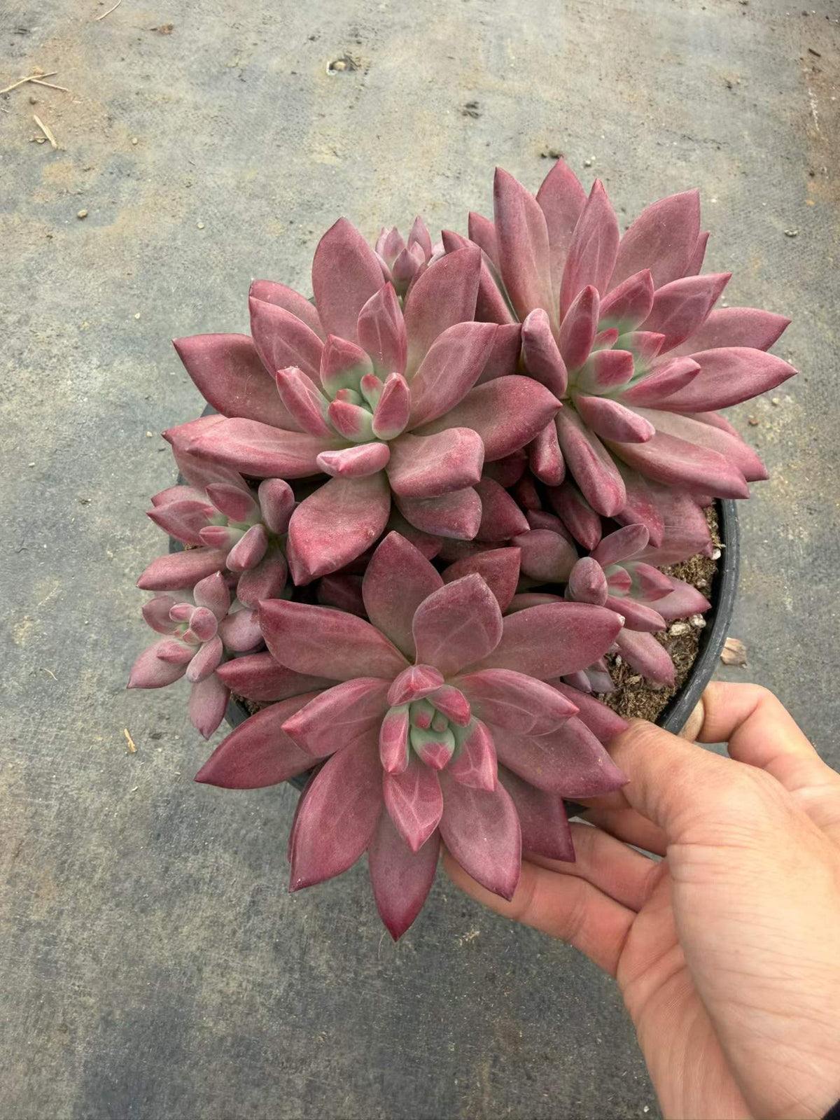 364560 レッド ヘップバーン