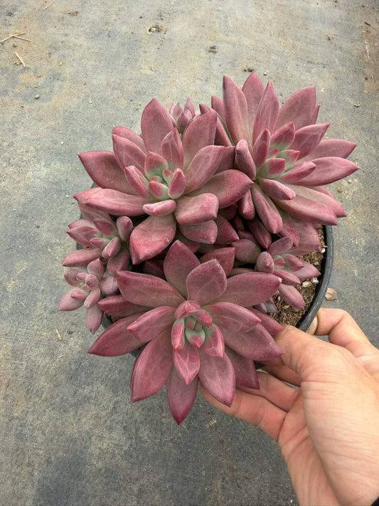364560 レッド ヘップバーン