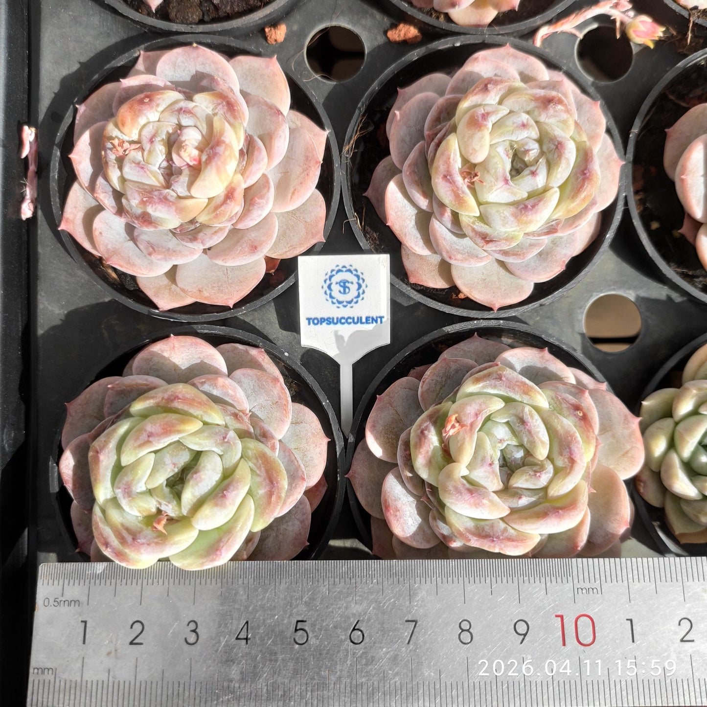 361504 プラム ソース