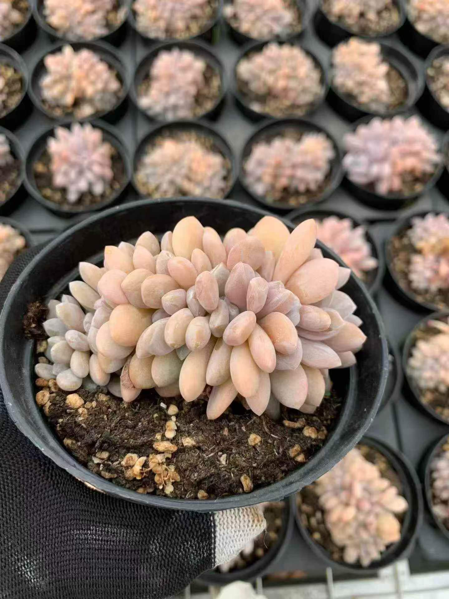 265562 ルビー ブロンズ綴化