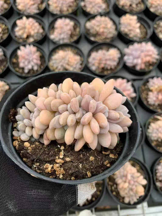 265562 ルビー ブロンズ綴化