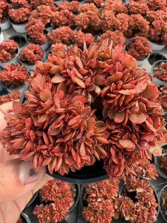 263911 キャンディー綴化