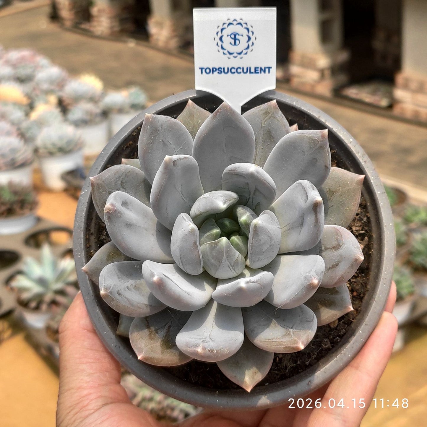 361559 ムーン インビテーション