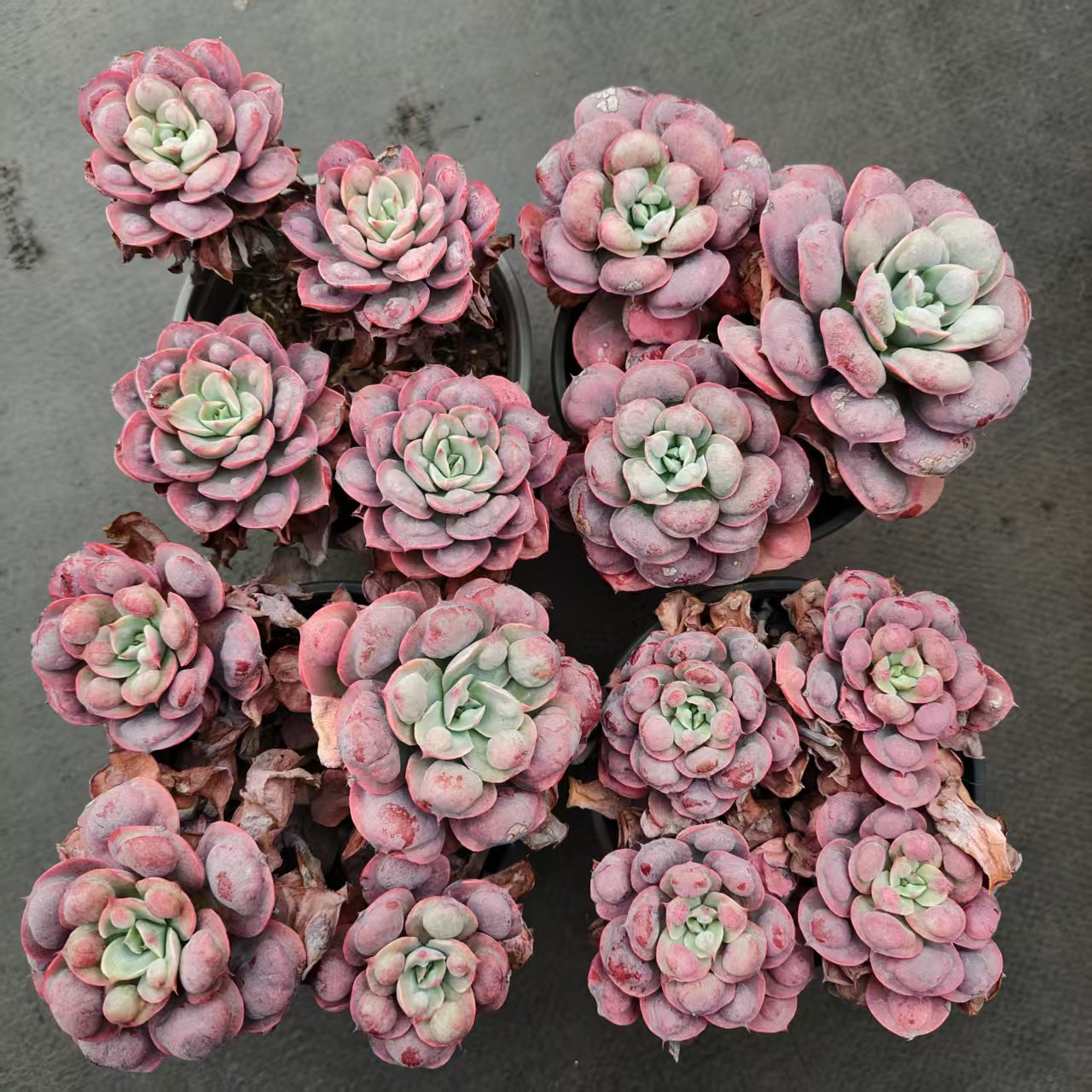 25137 レインドロップス