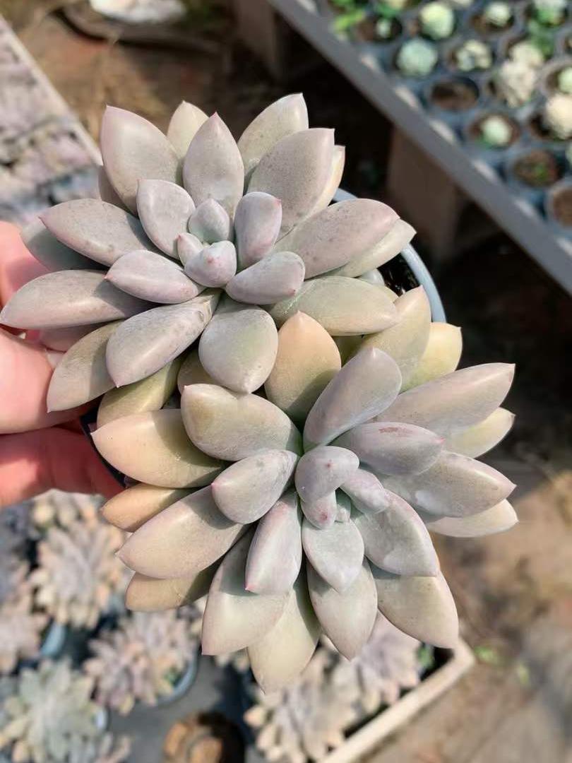 364294 サンセット レッド