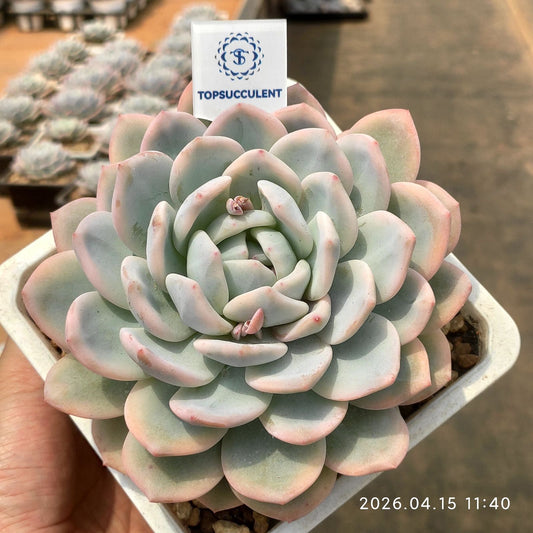 361558 オレンジモンロー錦