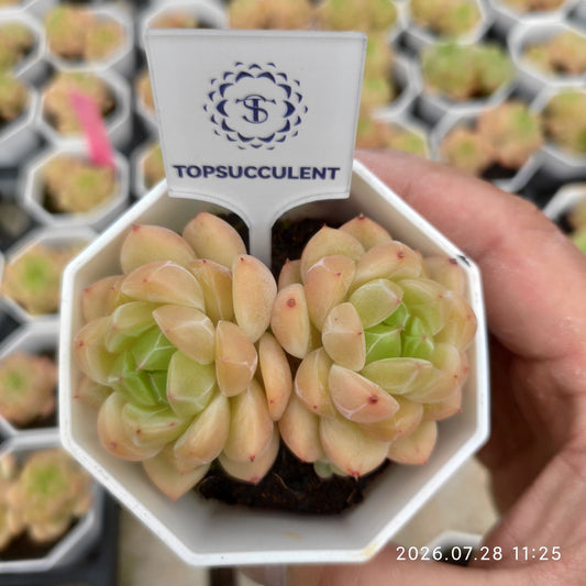 362416 ビウィッチメント