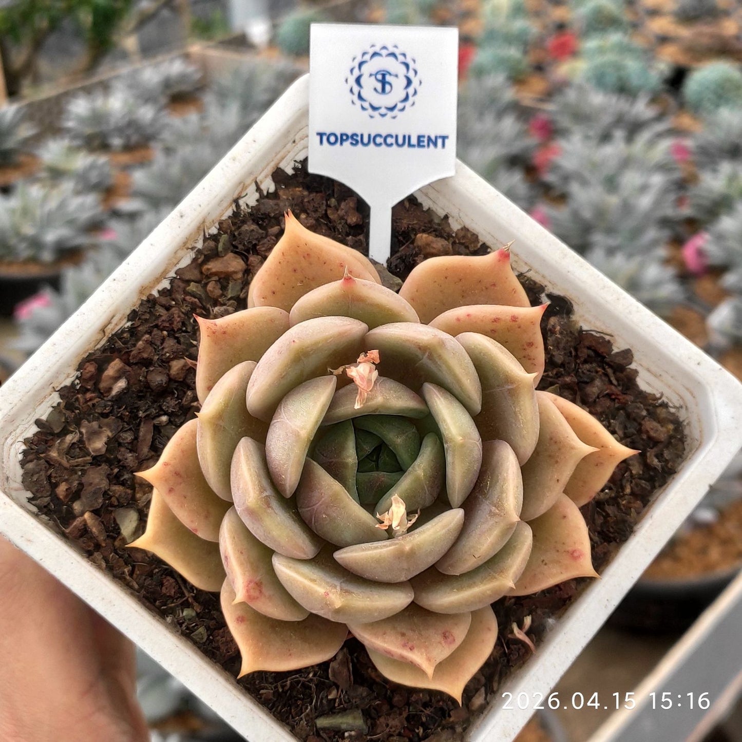 361620 バイカル ライク