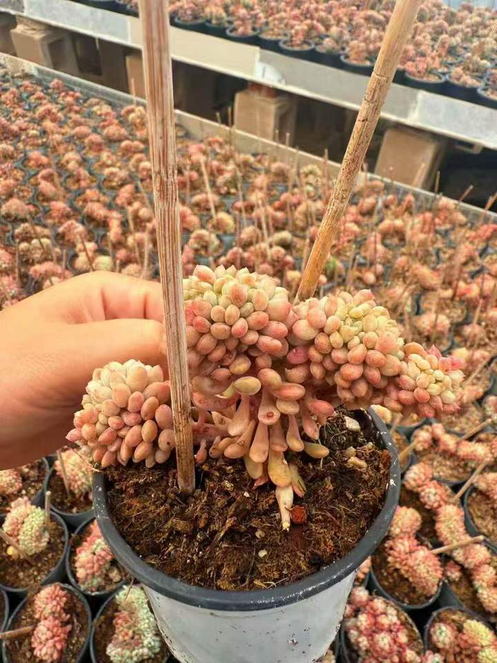 262921 リトルレッドエッグ綴化