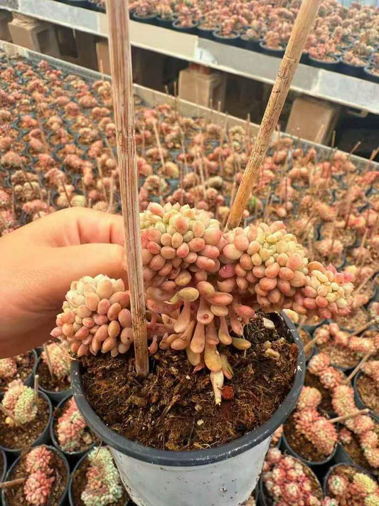 262921 リトルレッドエッグ綴化