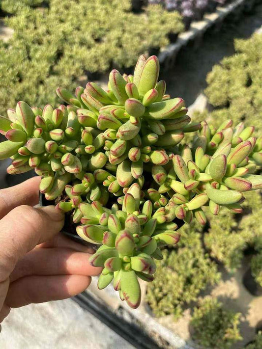 26597 ヌディカウリス var. ヘレイ