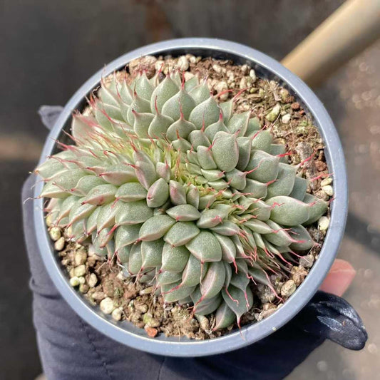 360411 シルバースター綴化or群生