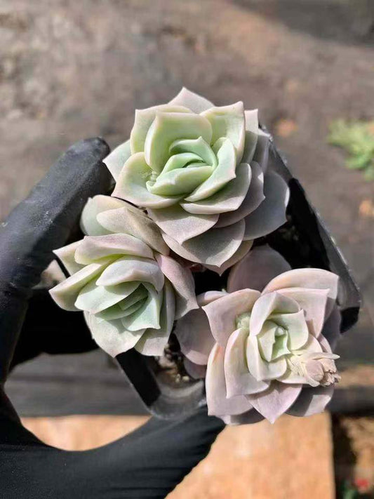 26578 ラブリーローズ