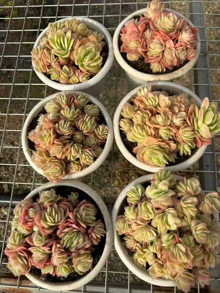 26605 アイスローズ錦