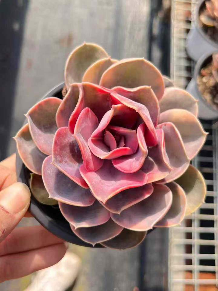 26603 ウエストレインボー