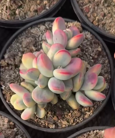 263381 オルビキュラータ錦