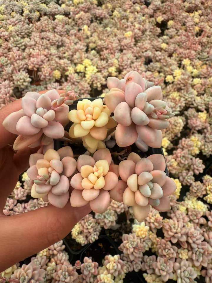 精選 群生 20260507 – Top Succulent®