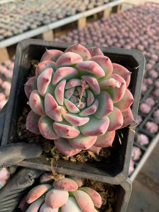 26542 オリジナル　コーローラッター