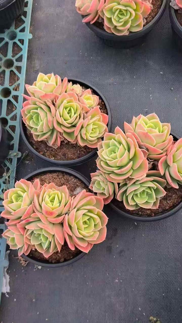 263281 スタータナ