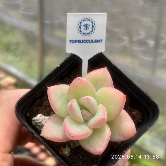 23825 アマビレ