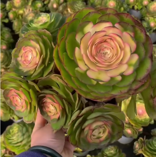 263521 アエオニウムハロウィン薬錦