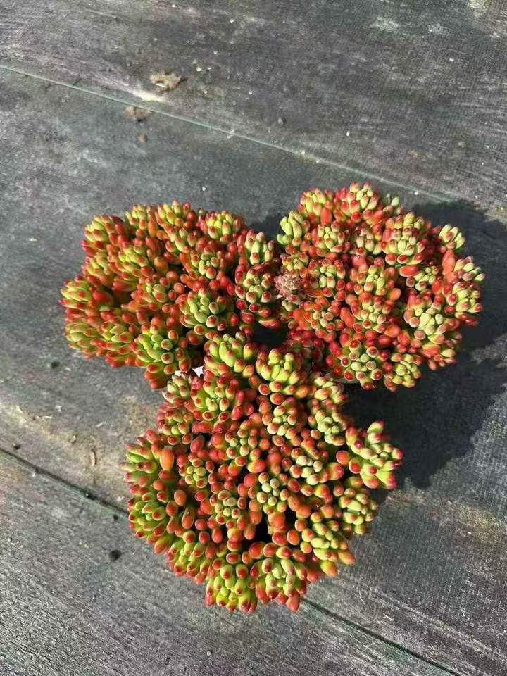 カライドスコープ