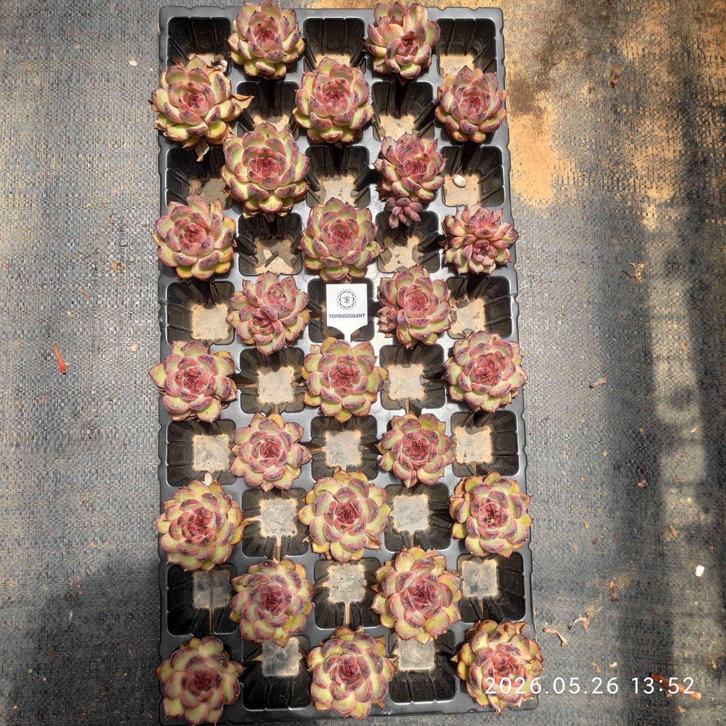 362492 クレープ マートル ローズ