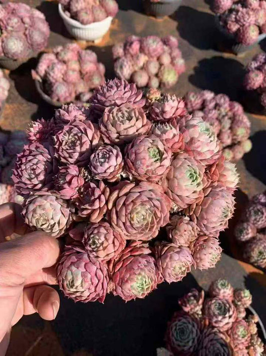 26609 シャーロットローズ